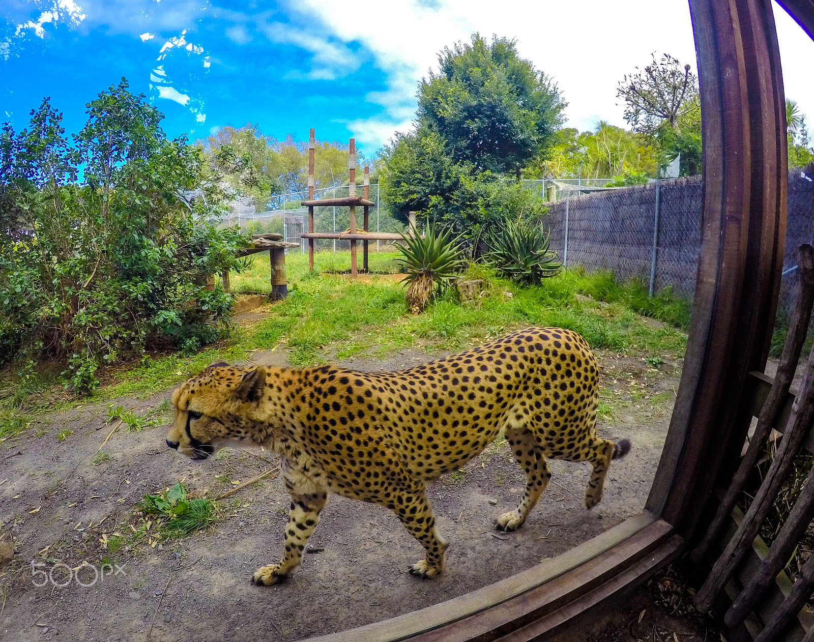 GoPro HERO4 Black sample photo. Cheetah photography