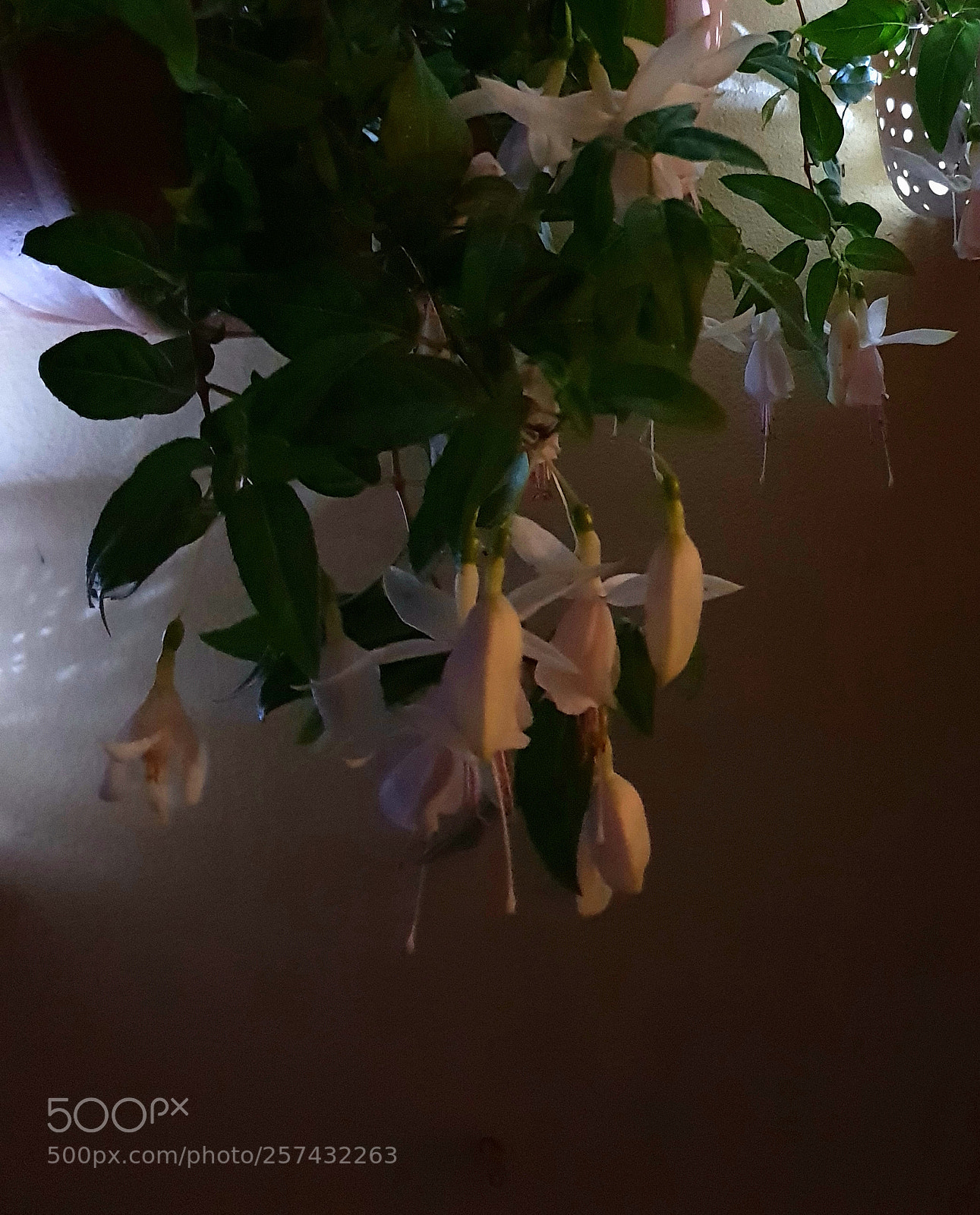 Samsung Galaxy S9+ sample photo. Fuchsia3 photography