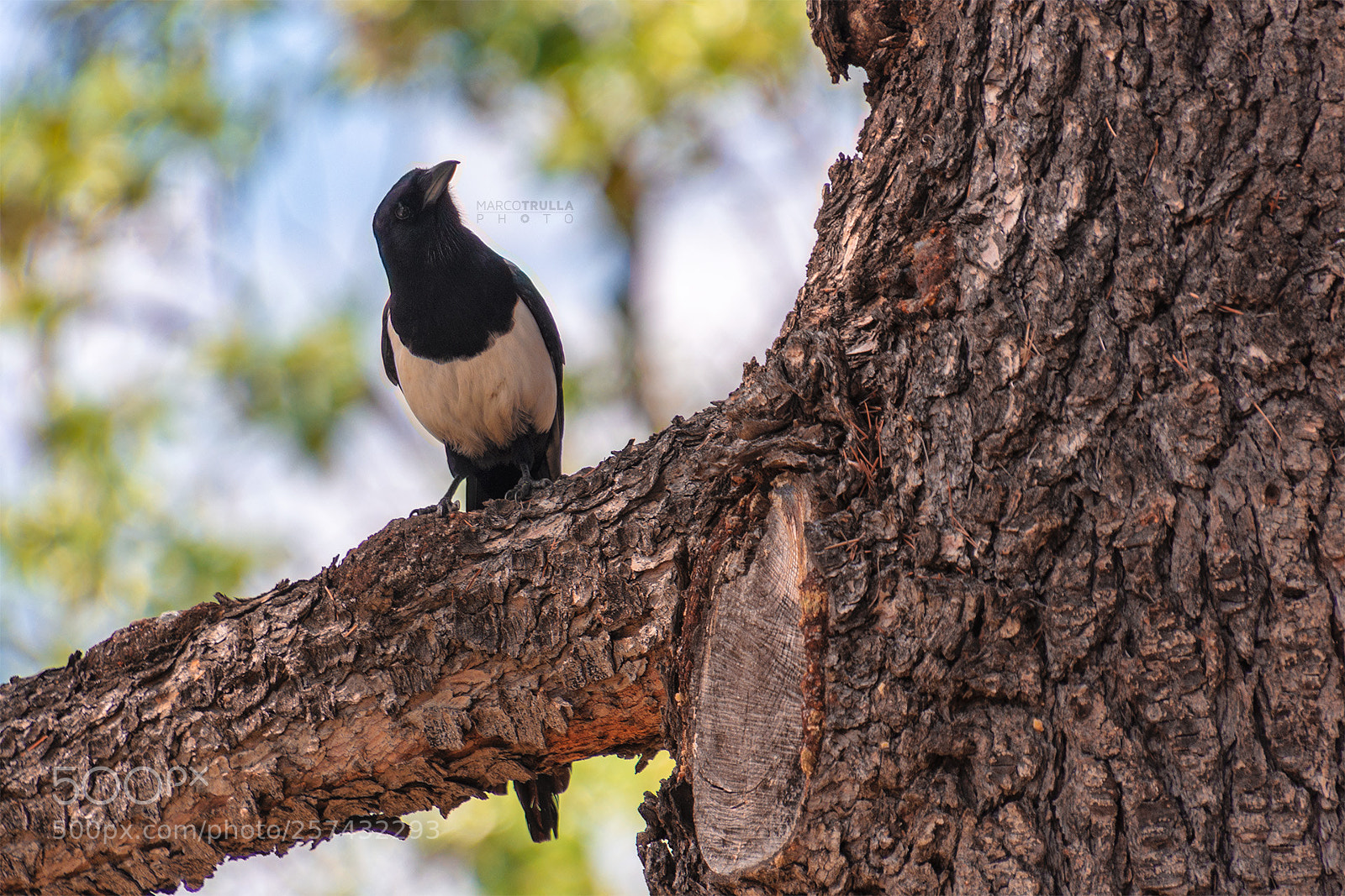Nikon D7200 sample photo. Pica pica (eurasian magpie) photography