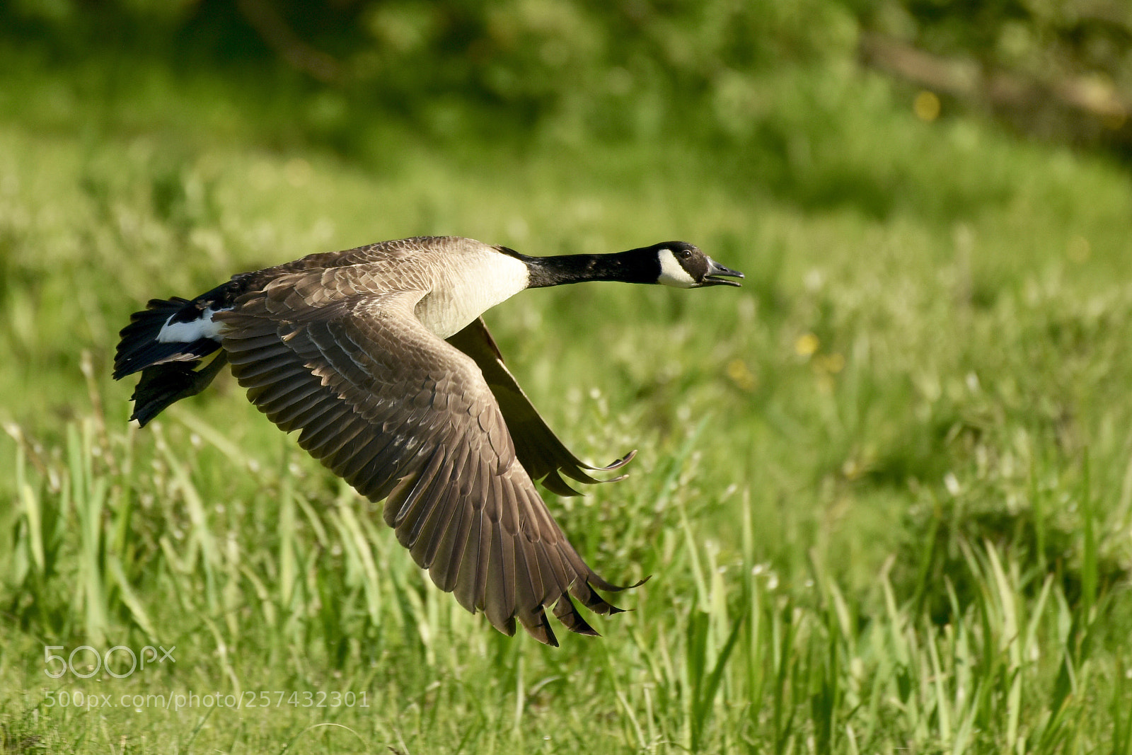Nikon D810 sample photo. Canada goose photography