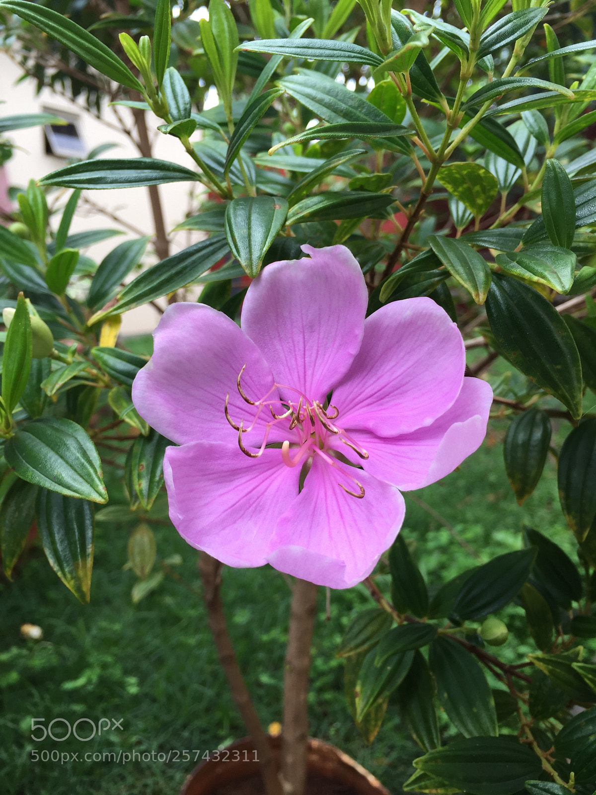 Apple iPhone 6 sample photo. Manacá  photography