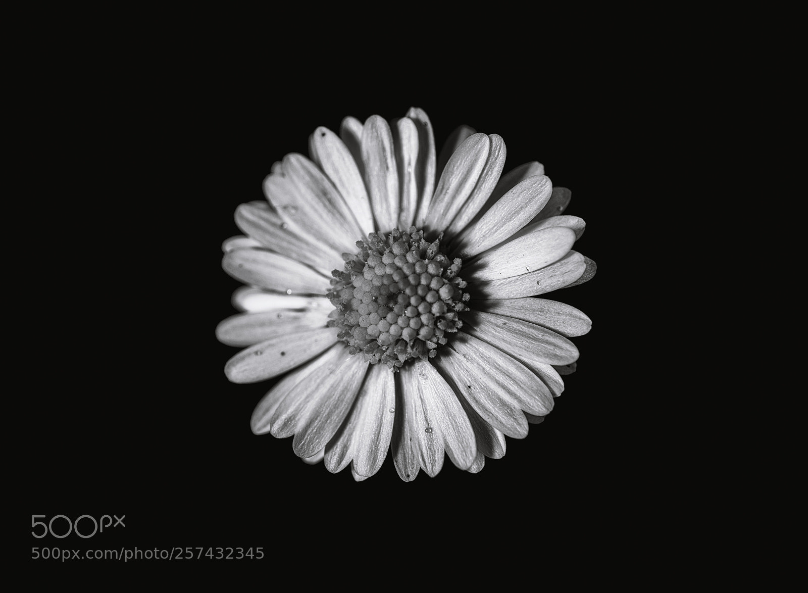 Canon EOS 6D sample photo. Daisy flower photography