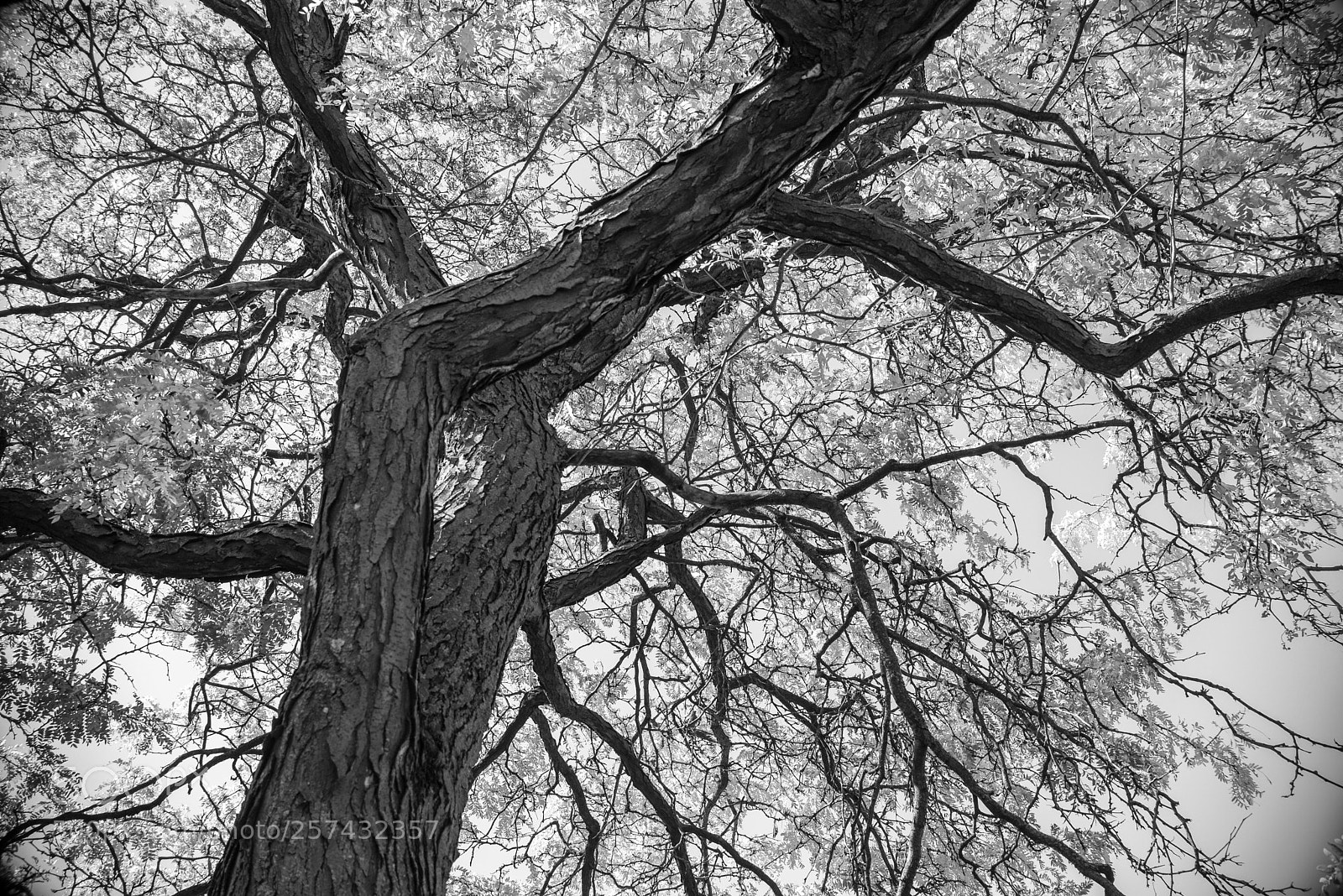 Nikon D600 sample photo. B&w autumn tree photography