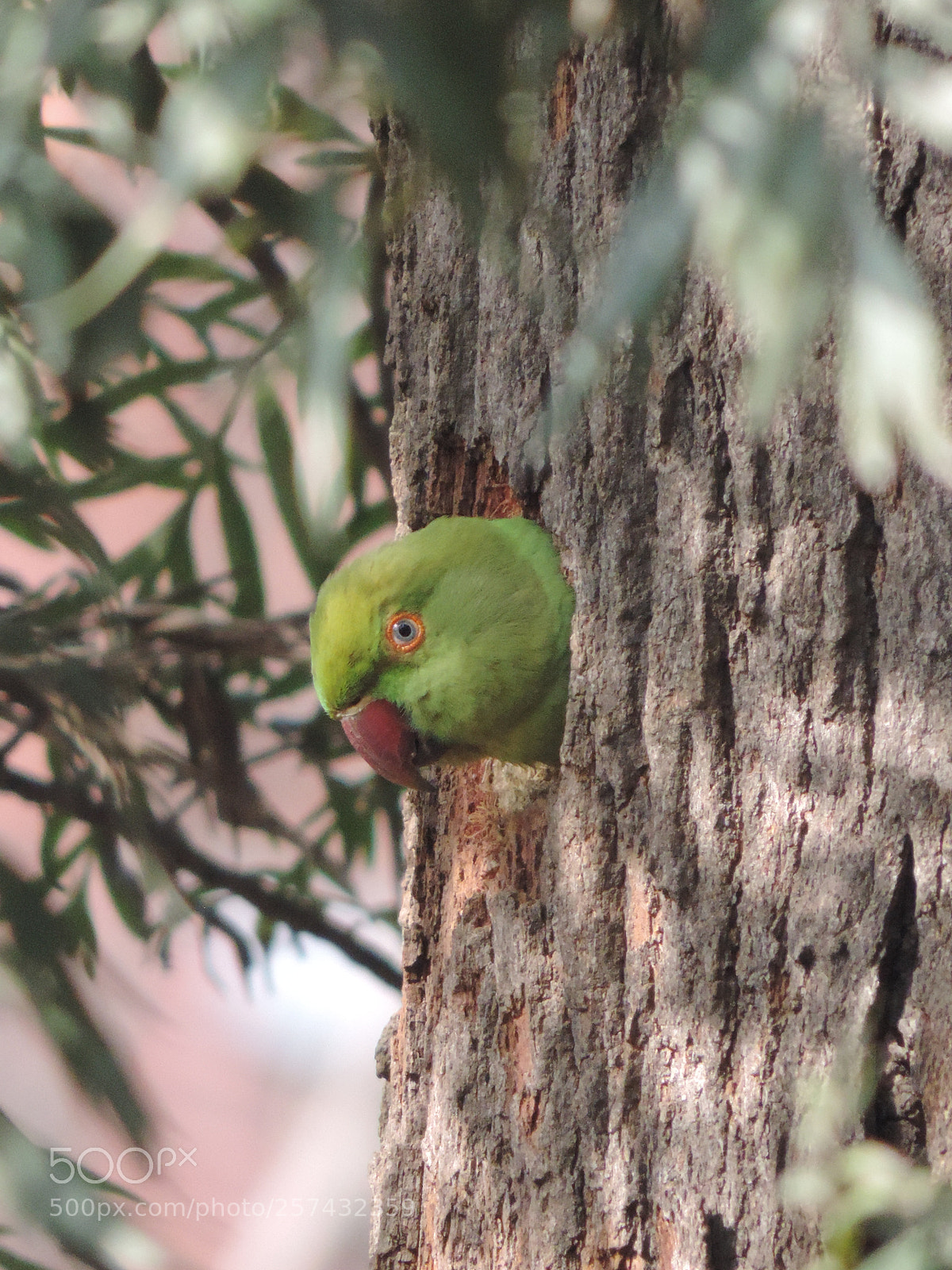 Nikon Coolpix P520 sample photo. Parrot photography