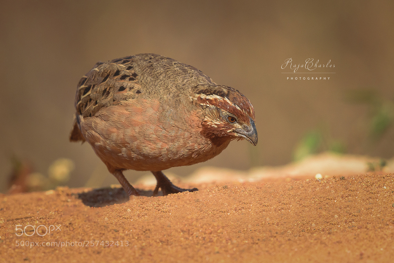 Nikon D5300 sample photo. Jungle bush quail photography