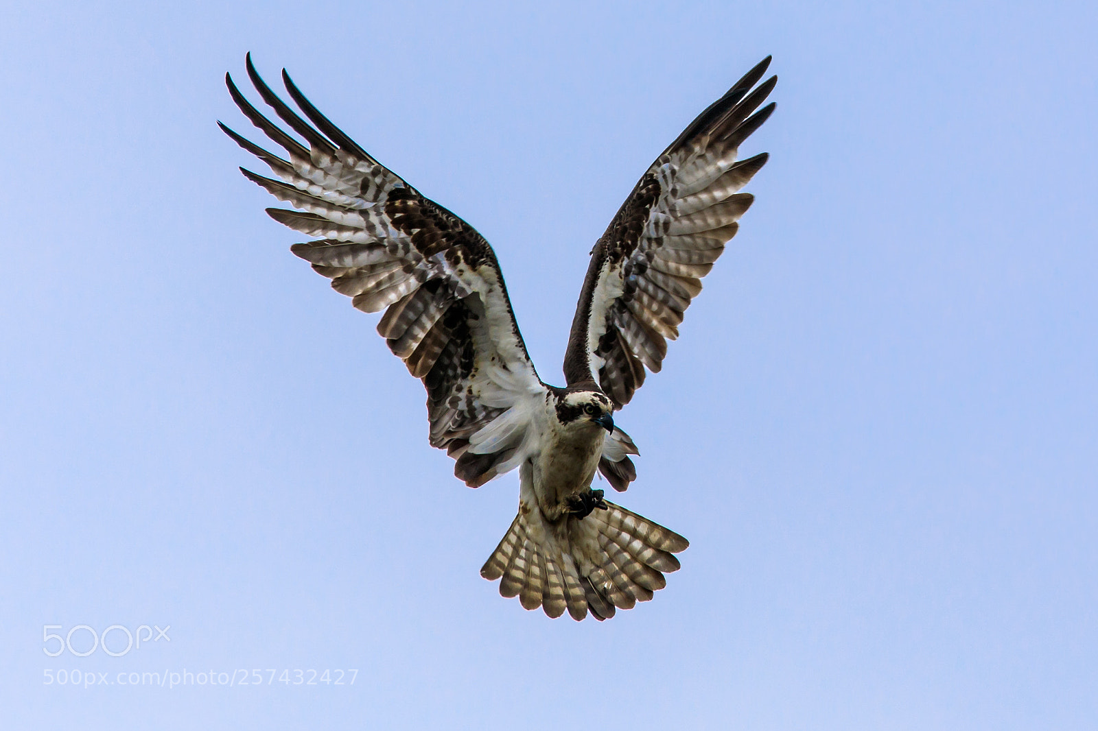 Canon EOS 5D Mark IV sample photo. Osprey photography