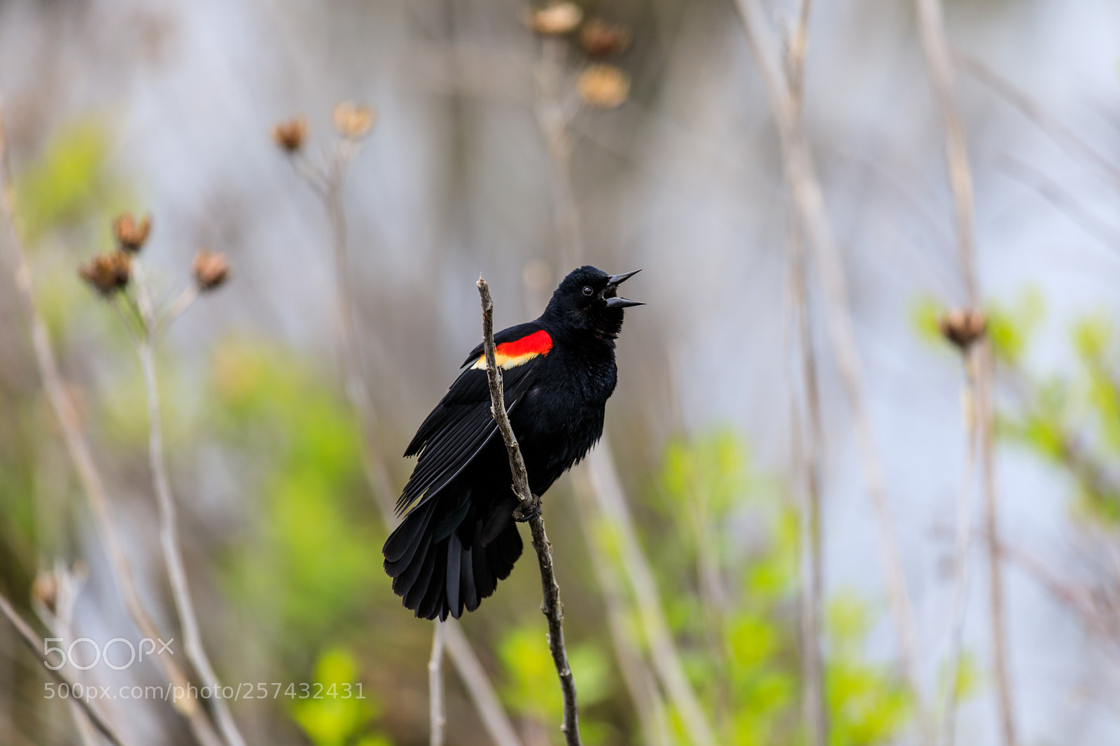 Canon EOS 5D Mark IV sample photo. Red winged blackbird photography