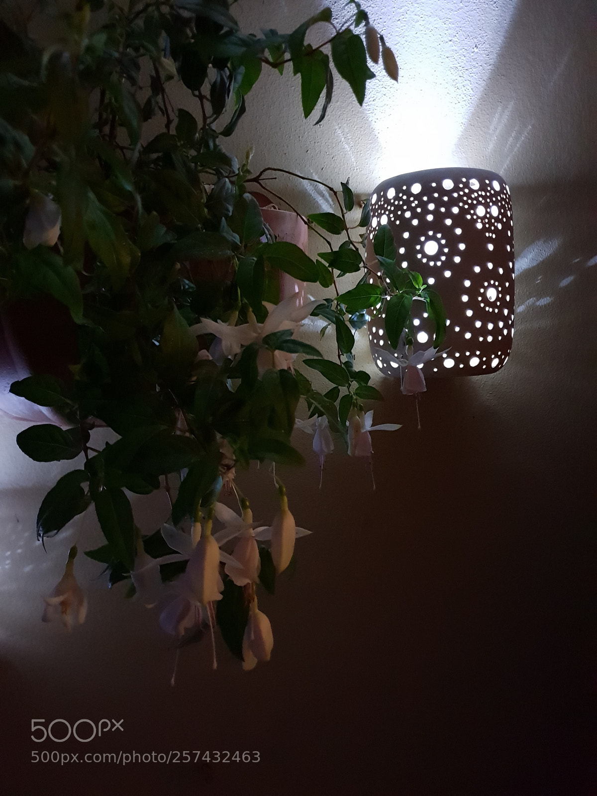 Samsung Galaxy S9+ sample photo. Fuchsia4 photography