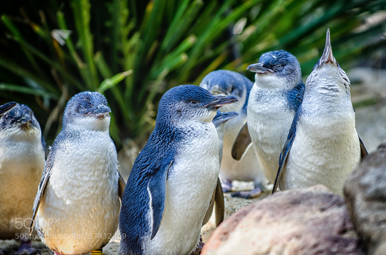Nikon D7000 sample photo. Penguins photography