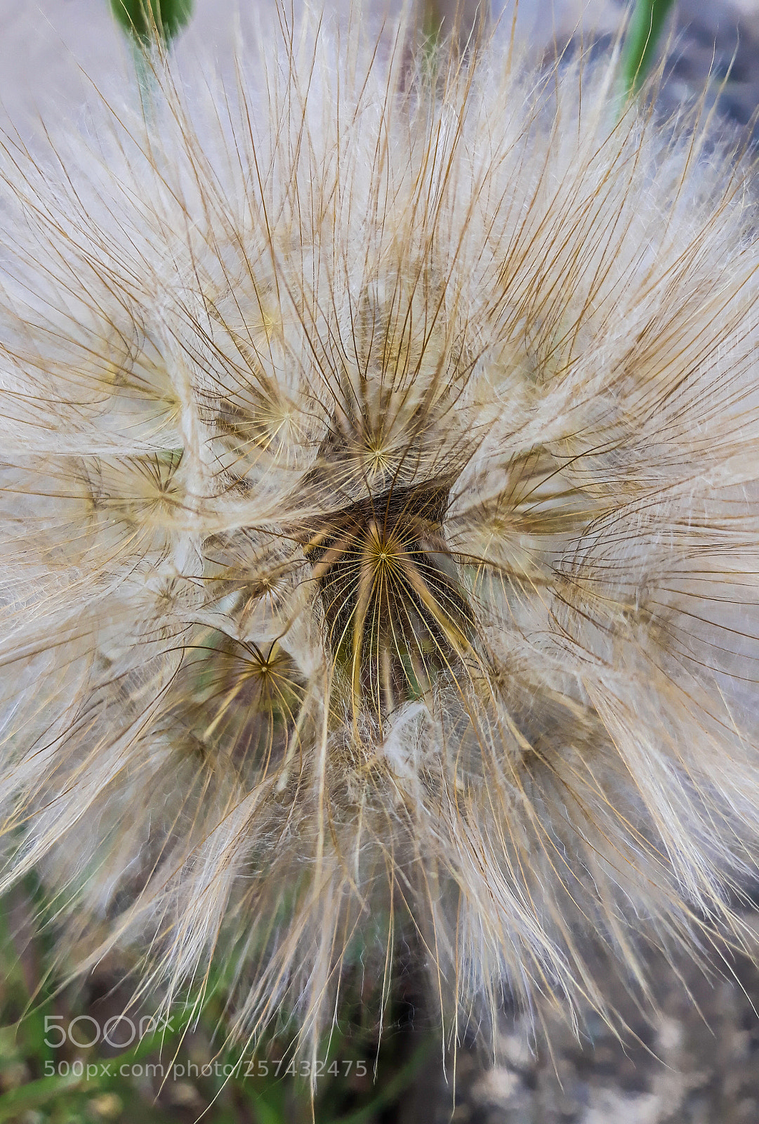 Samsung Galaxy J7 sample photo. Flower structure photography