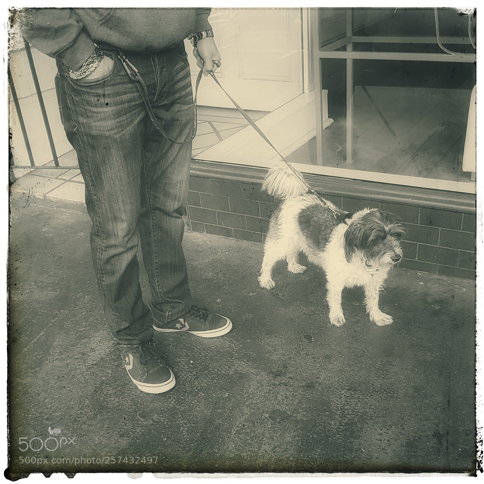 Samsung Galaxy S8 sample photo. Dogs of prahran photography