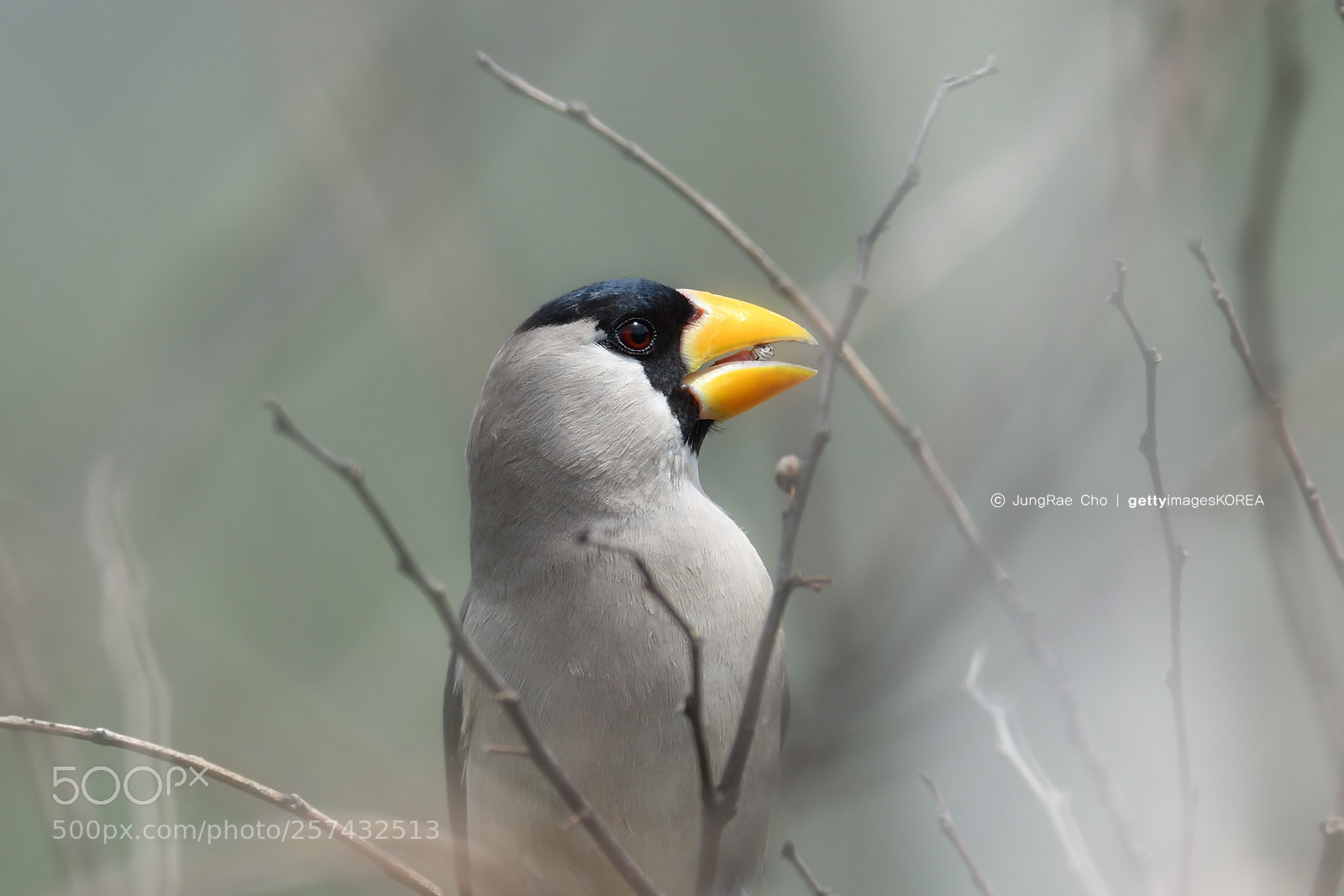Nikon D850 sample photo. Japanese grosbeak photography