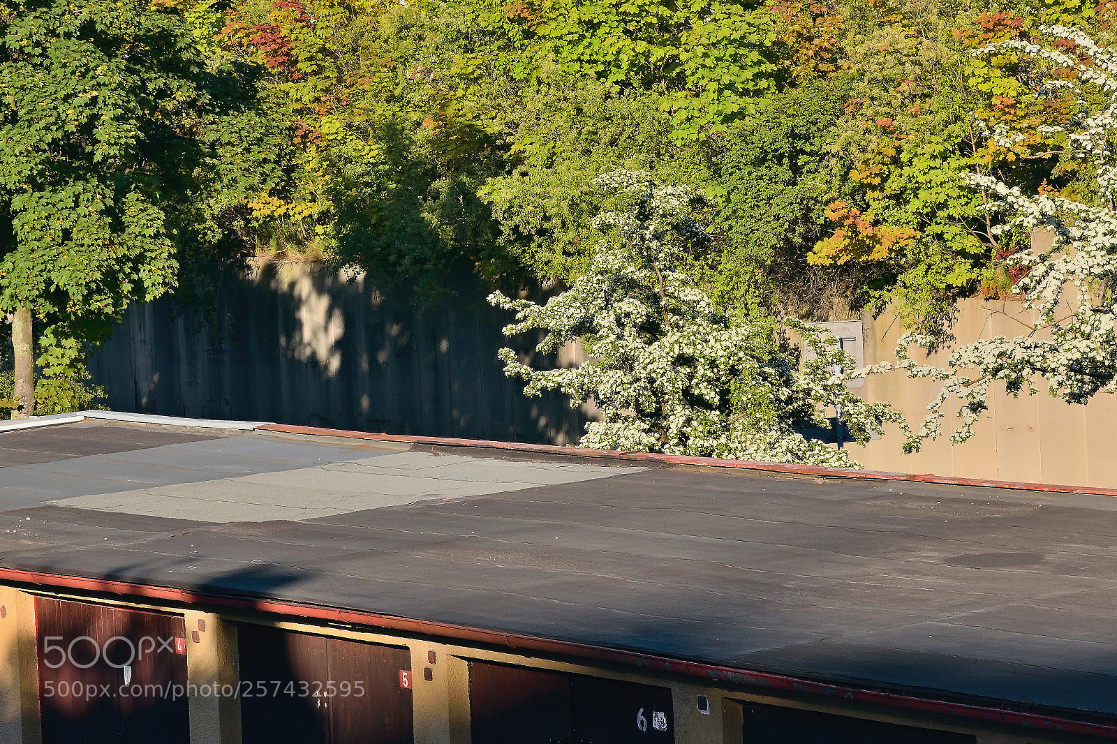 Nikon D5300 sample photo. Flowering trees behind garages photography