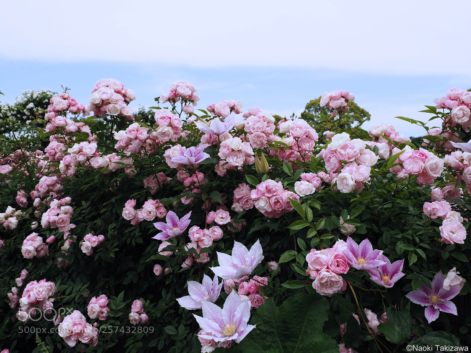 Olympus OM-D E-M1 Mark II sample photo. Roses photography