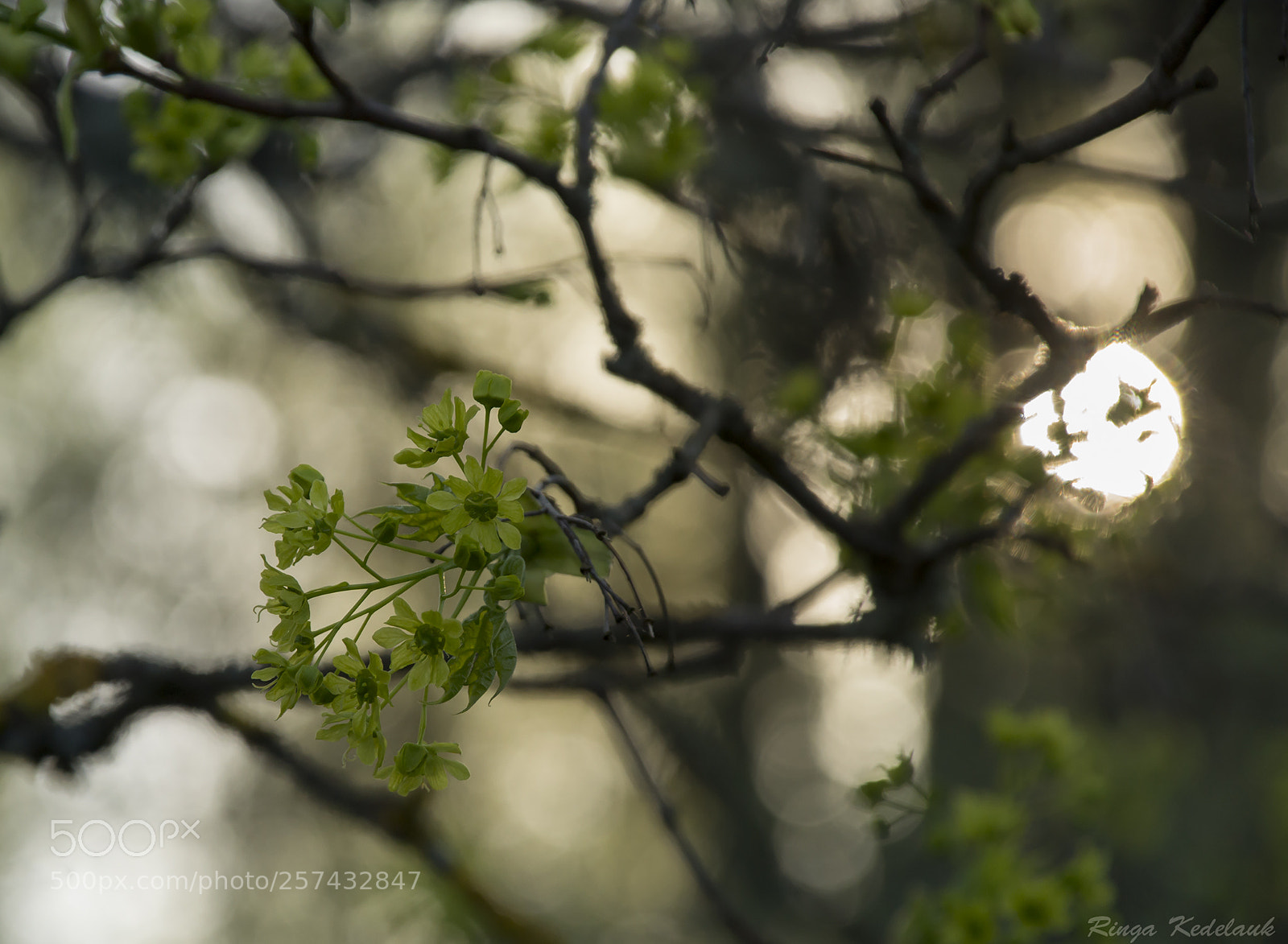 Nikon D3100 sample photo. Maple blossoms photography