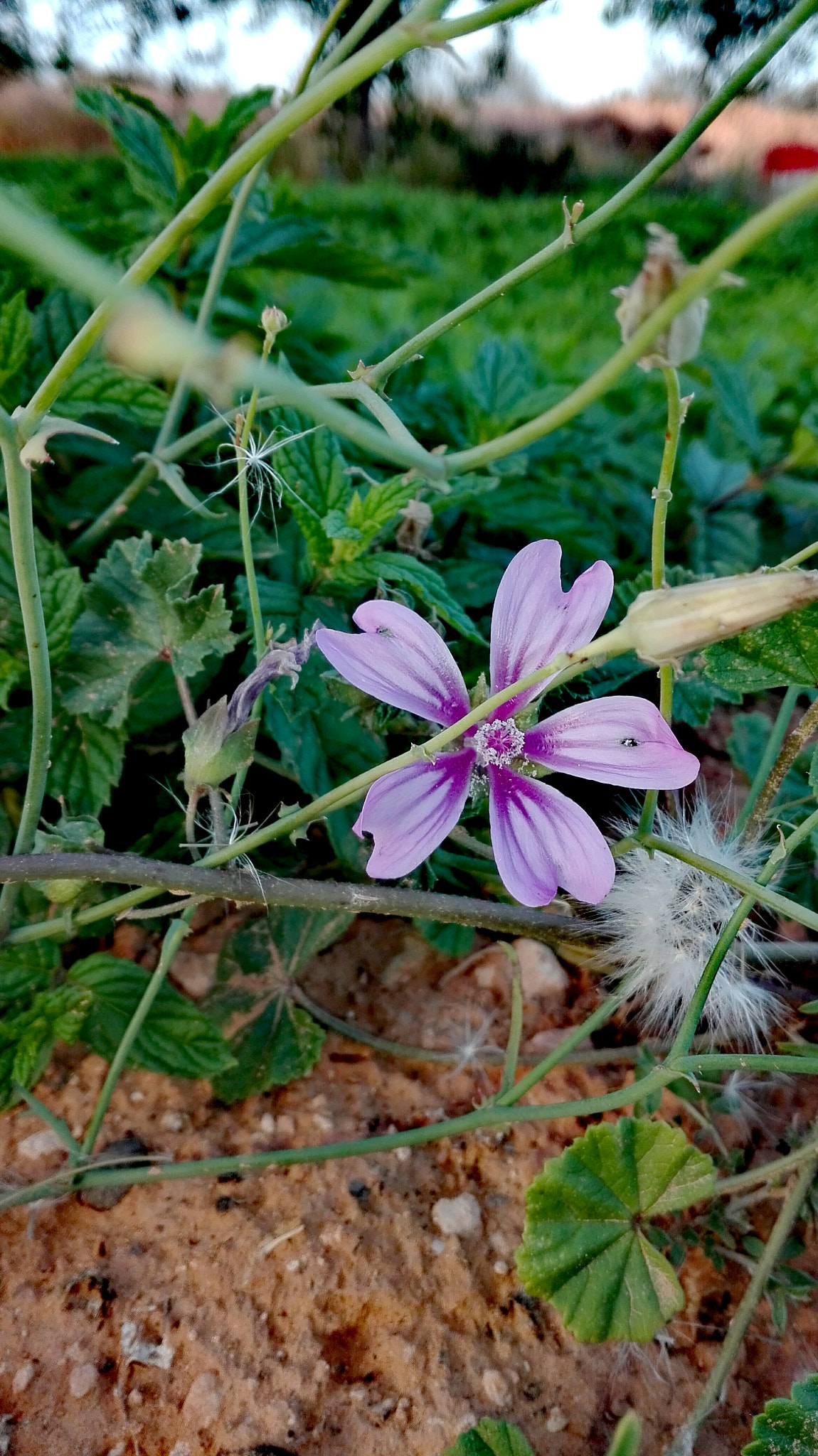 HUAWEI Y6II sample photo