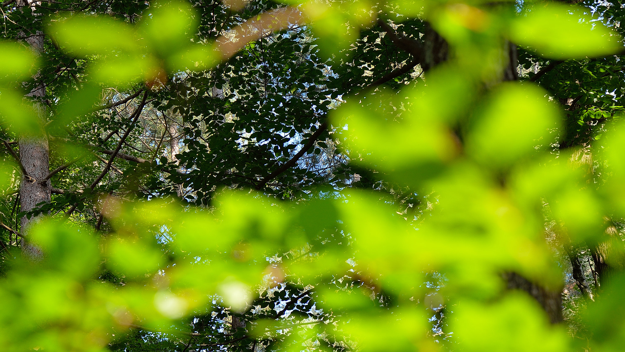 Nikon AF-S Micro-Nikkor 105mm F2.8G IF-ED VR sample photo. Forest green photography