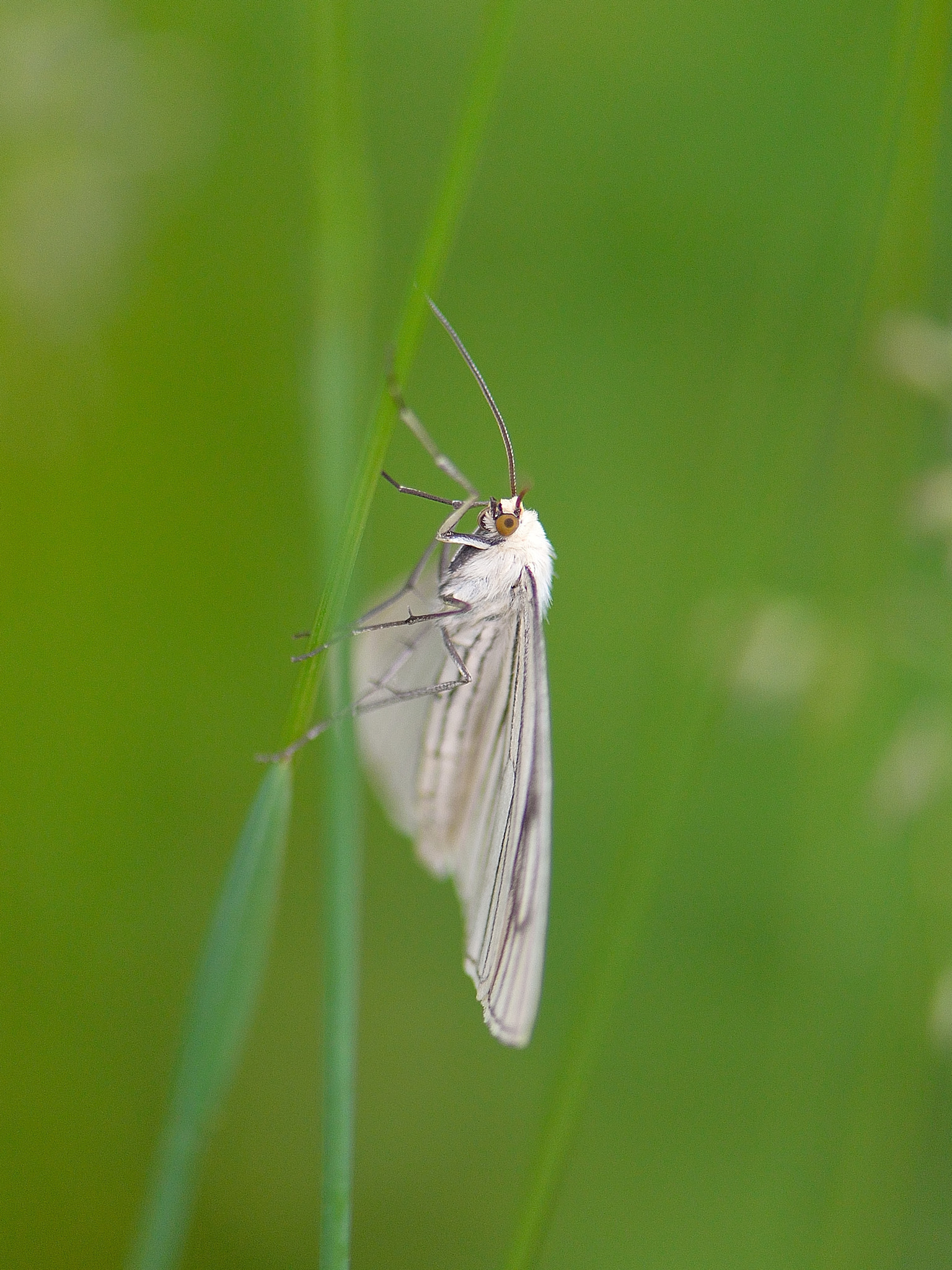 Nikon AF-S Micro-Nikkor 105mm F2.8G IF-ED VR sample photo. X photography