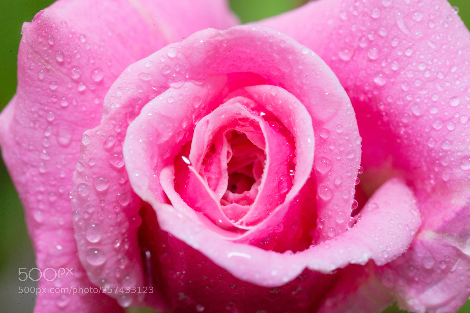 Canon EOS-1D X sample photo. Rose in the spring photography