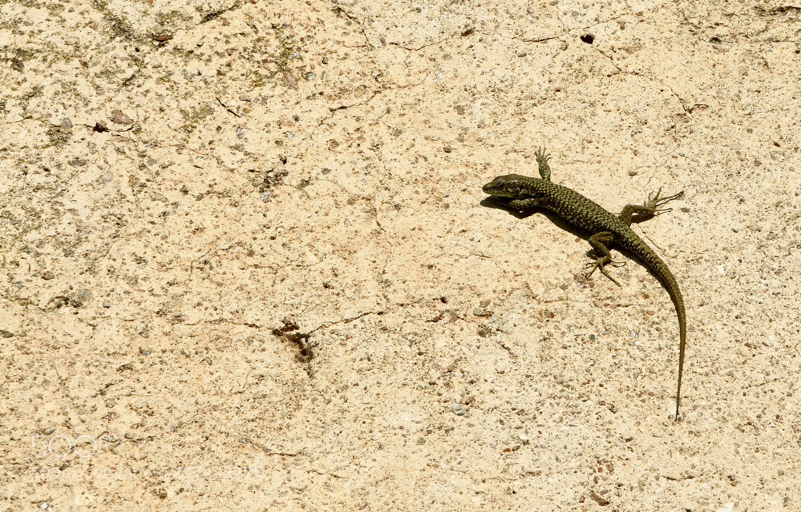 Nikon D850 sample photo. Lizard  photography