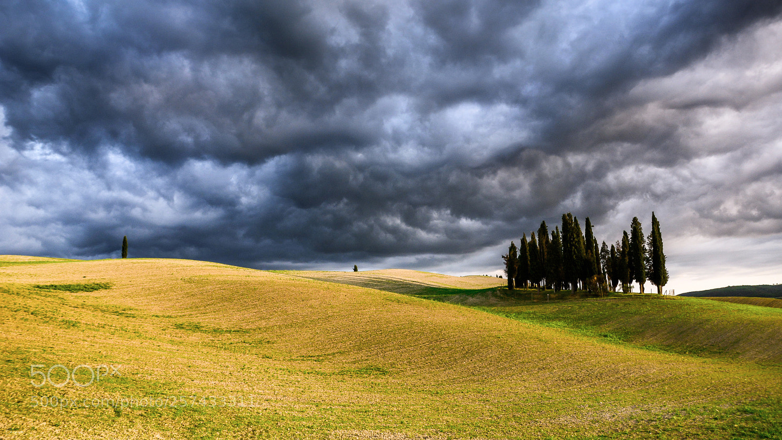 Nikon D7100 sample photo. Cypress photography