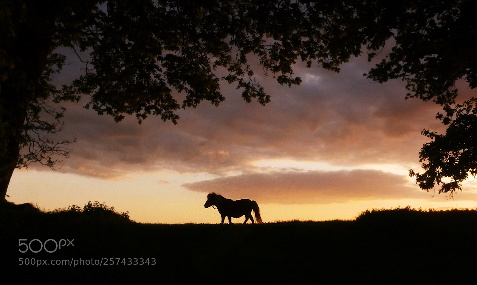 Panasonic Lumix DMC-GH4 sample photo. Sunset pony  photography