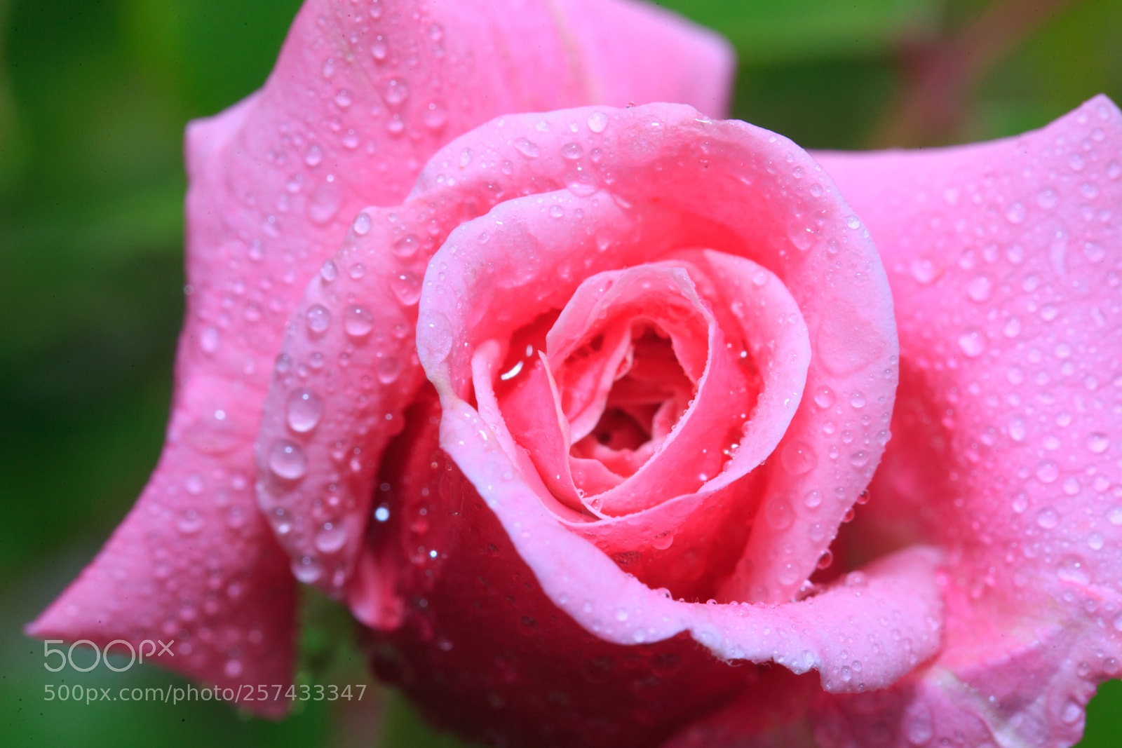 Canon EOS-1D X sample photo. Rose in the spring photography
