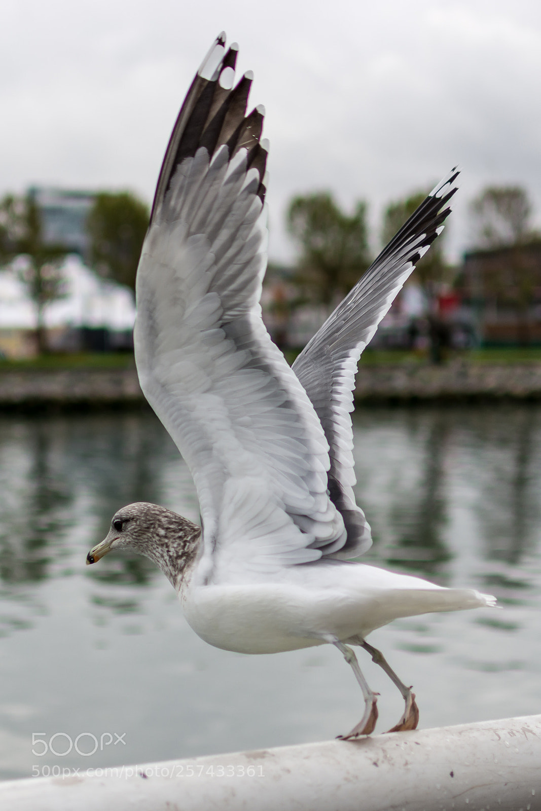 Nikon D7100 sample photo. Seagull getting ready to photography