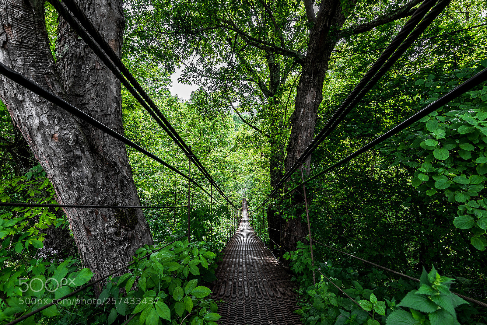 Nikon D810 sample photo. Jungle bridge photography