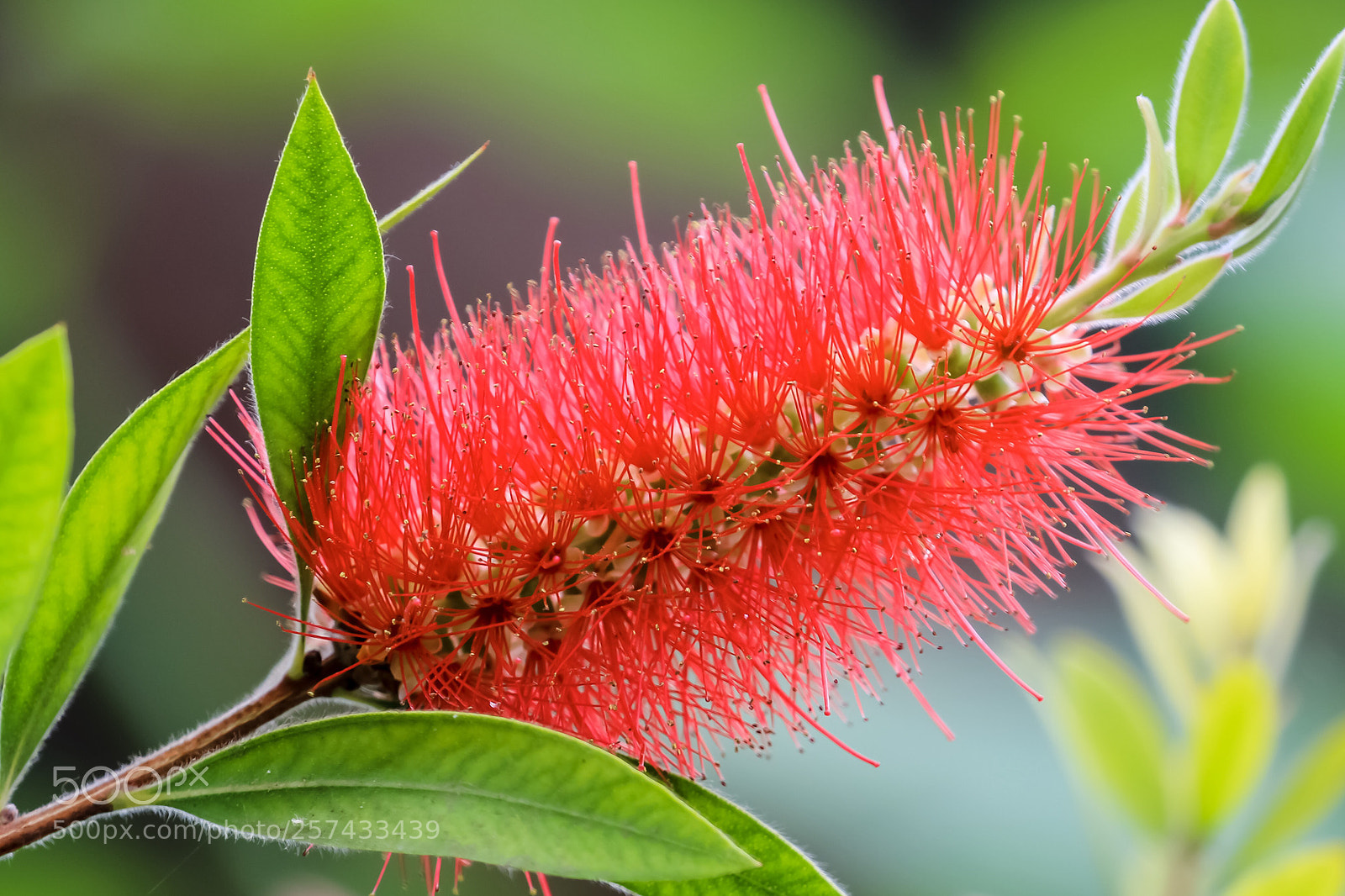 Canon EOS 60D sample photo. Red melaleuca photography