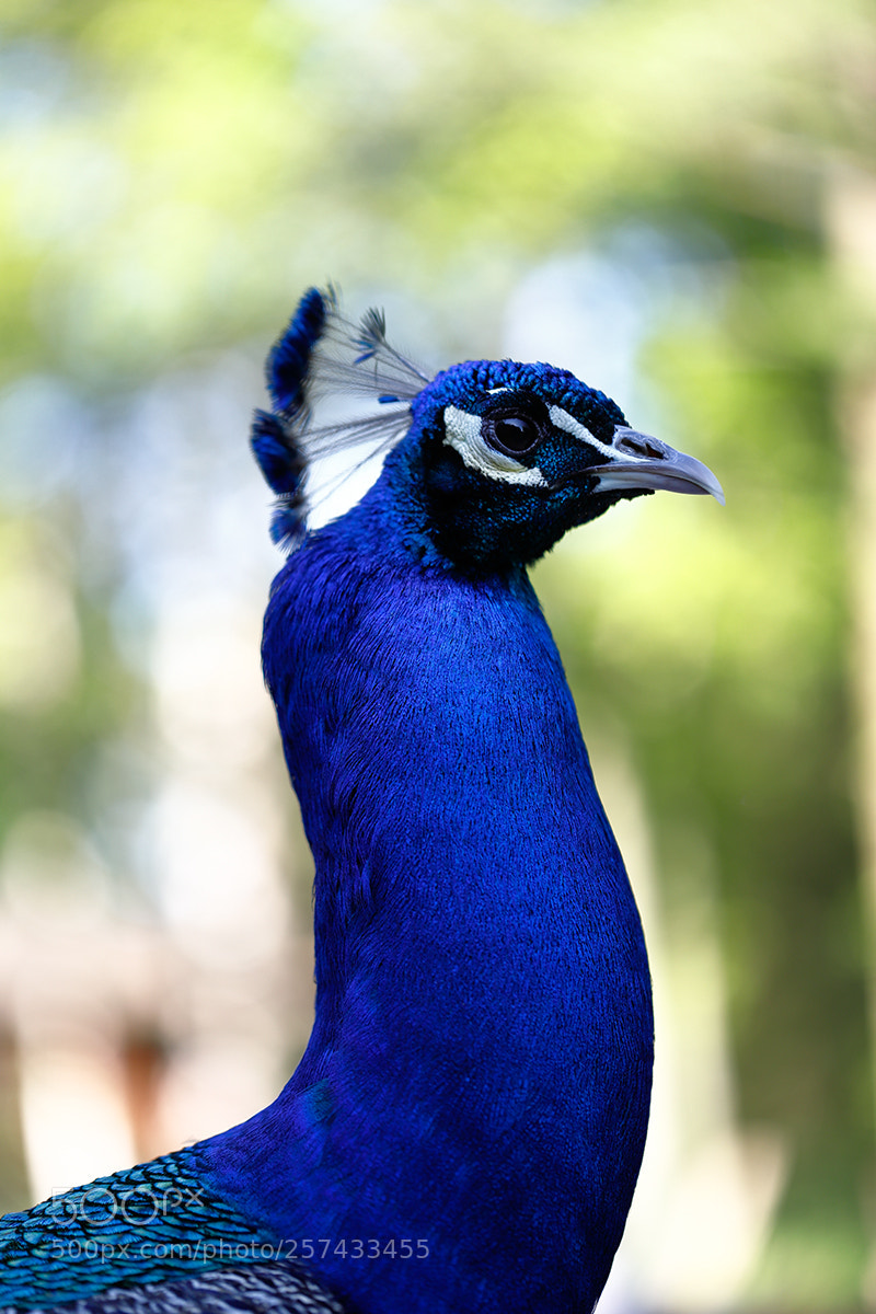 Canon EOS 6D Mark II sample photo. Male blue indian peafowl photography