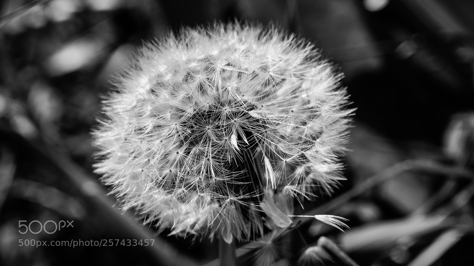 Olympus OM-D E-M10 II sample photo. Dandelion photography