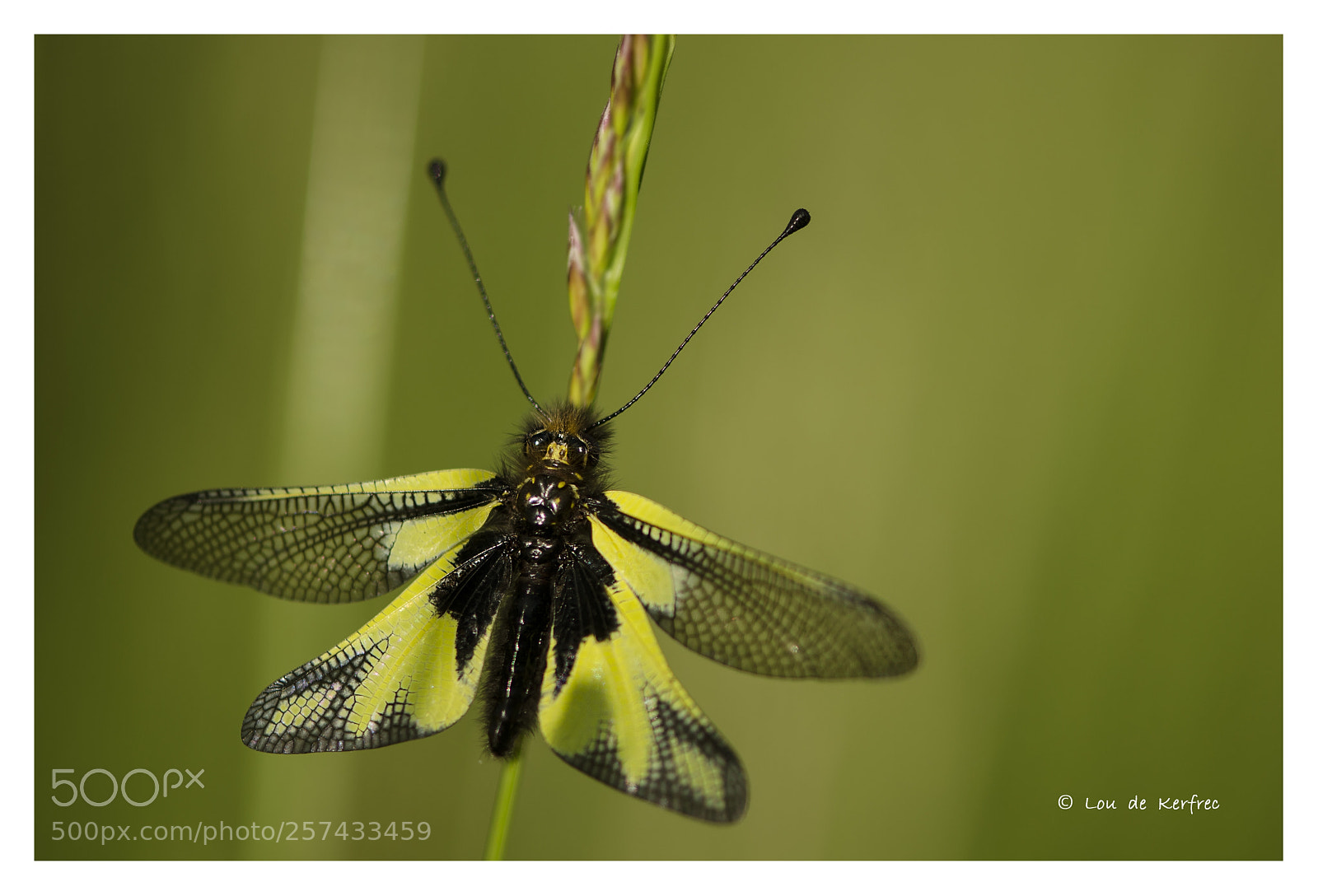 Nikon D7000 sample photo. Ascalaphe fin de journ photography