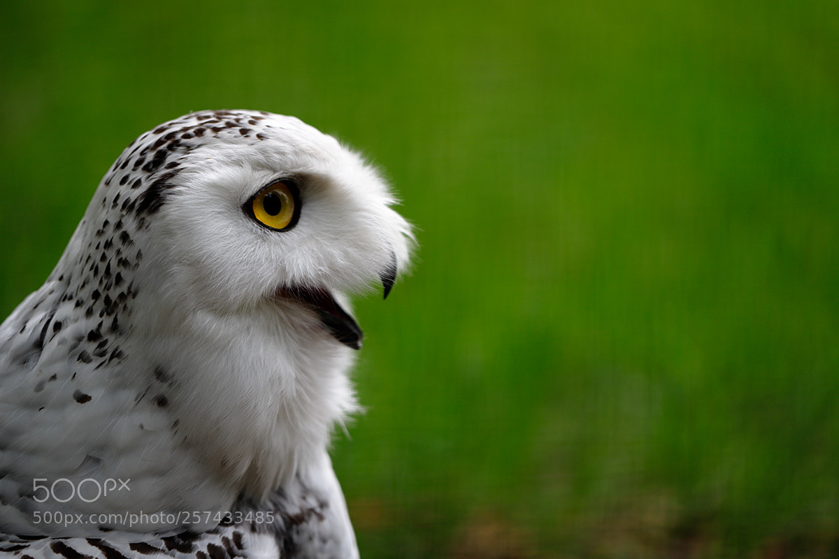 Canon EOS 6D Mark II sample photo. Female snowy owl photography