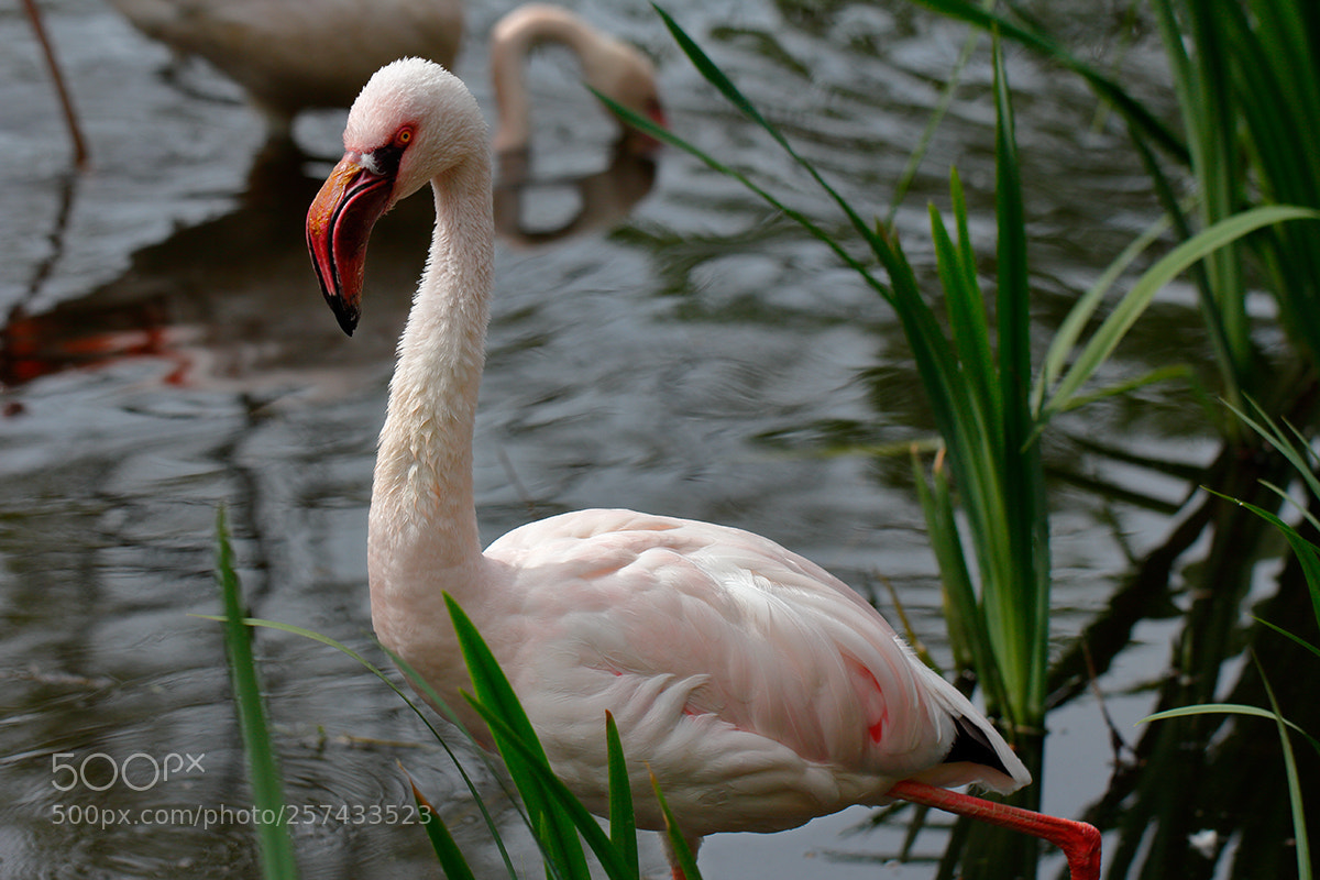 Canon EOS 60D sample photo. Flame-colored flamingo bird photography