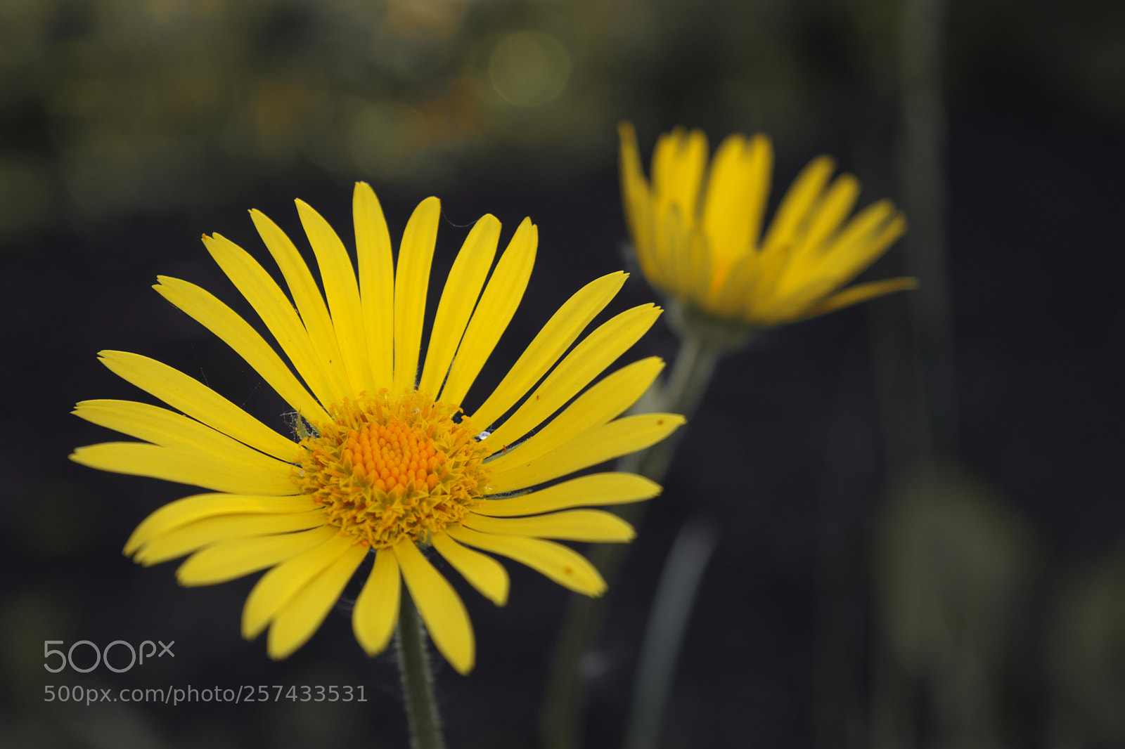 Nikon D5200 sample photo. Untitled photography