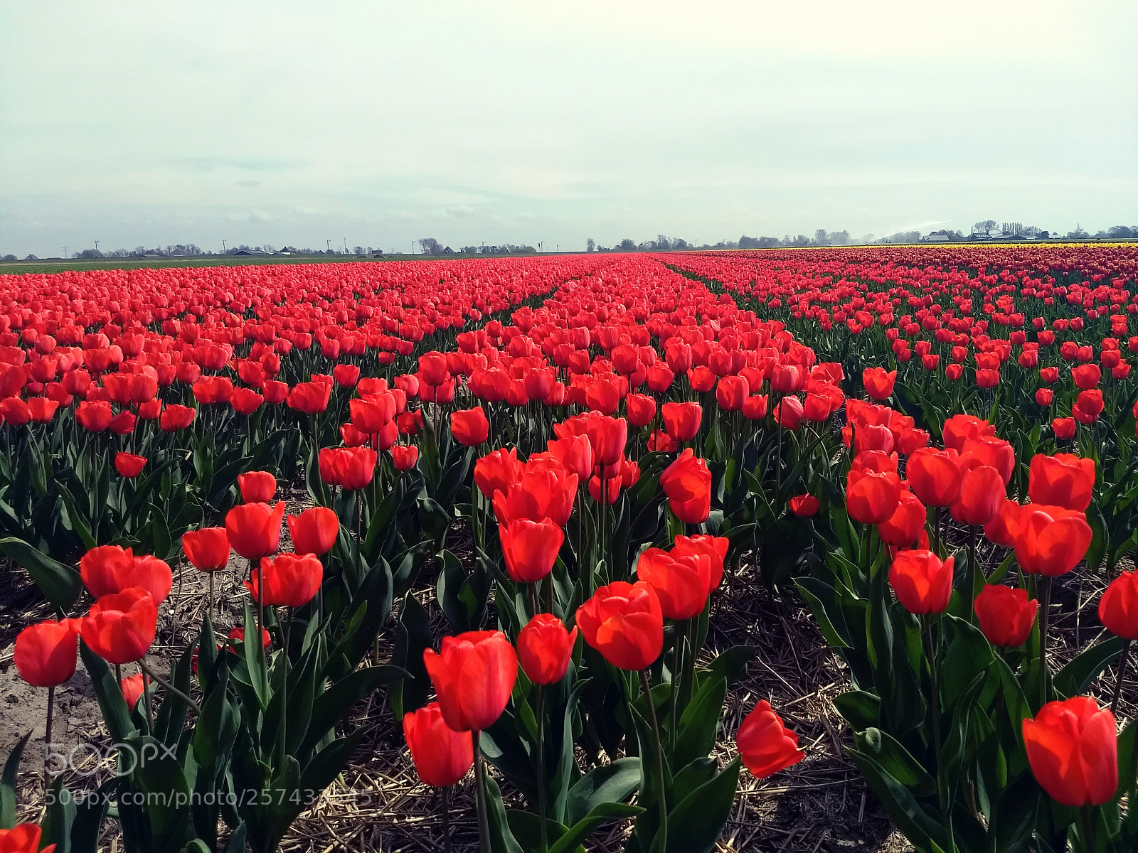 Motorola Moto G (5) Plus sample photo. Tulips photography