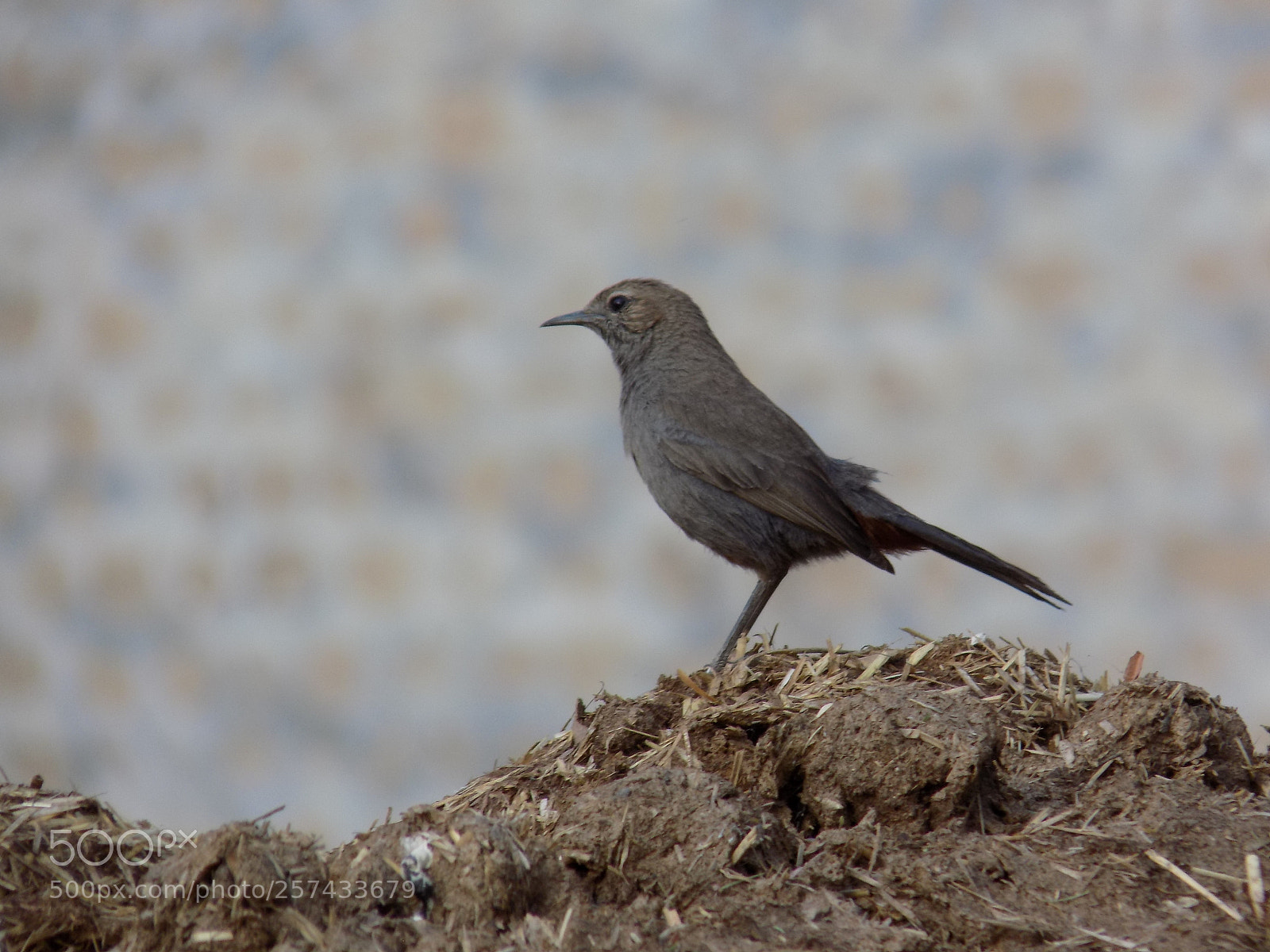Nikon COOLPIX L340 sample photo. Indian robin female photography
