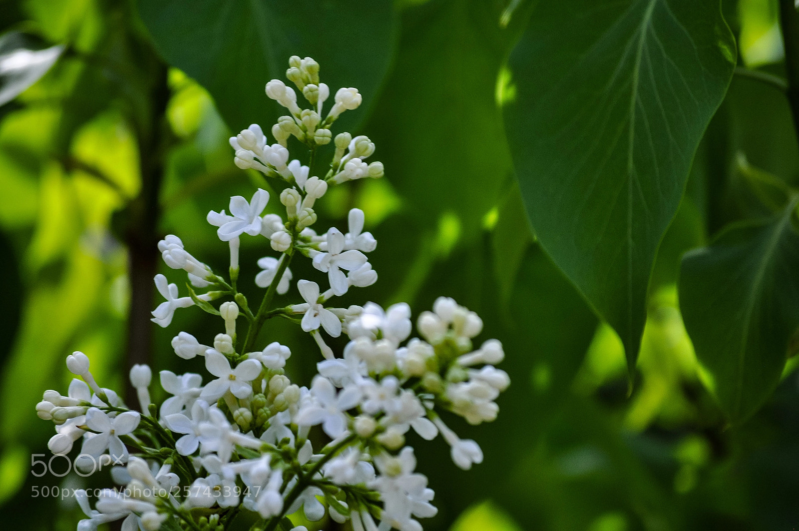Nikon D5000 sample photo. Blooming ? photography