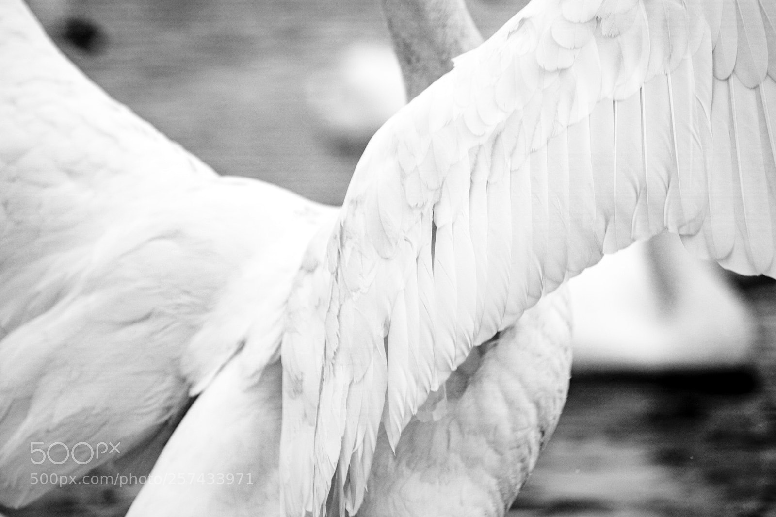 Canon EOS 70D sample photo. Frap photography