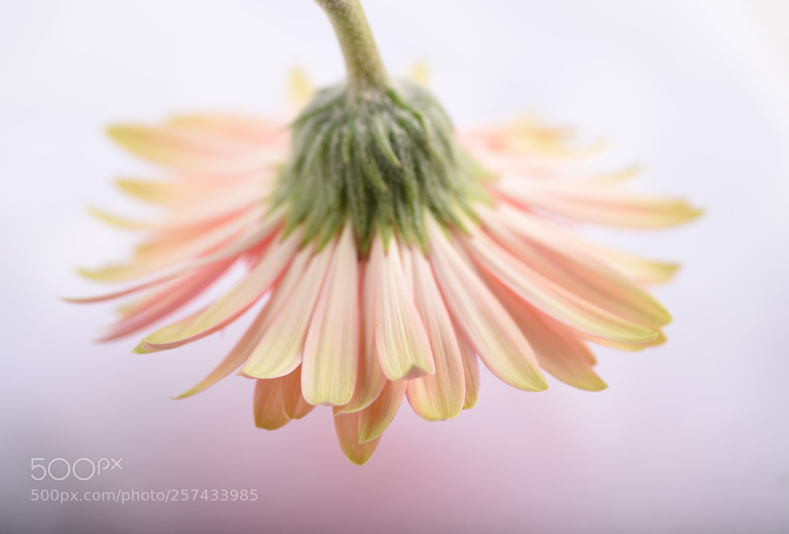 Nikon D810 sample photo. Flowers photography
