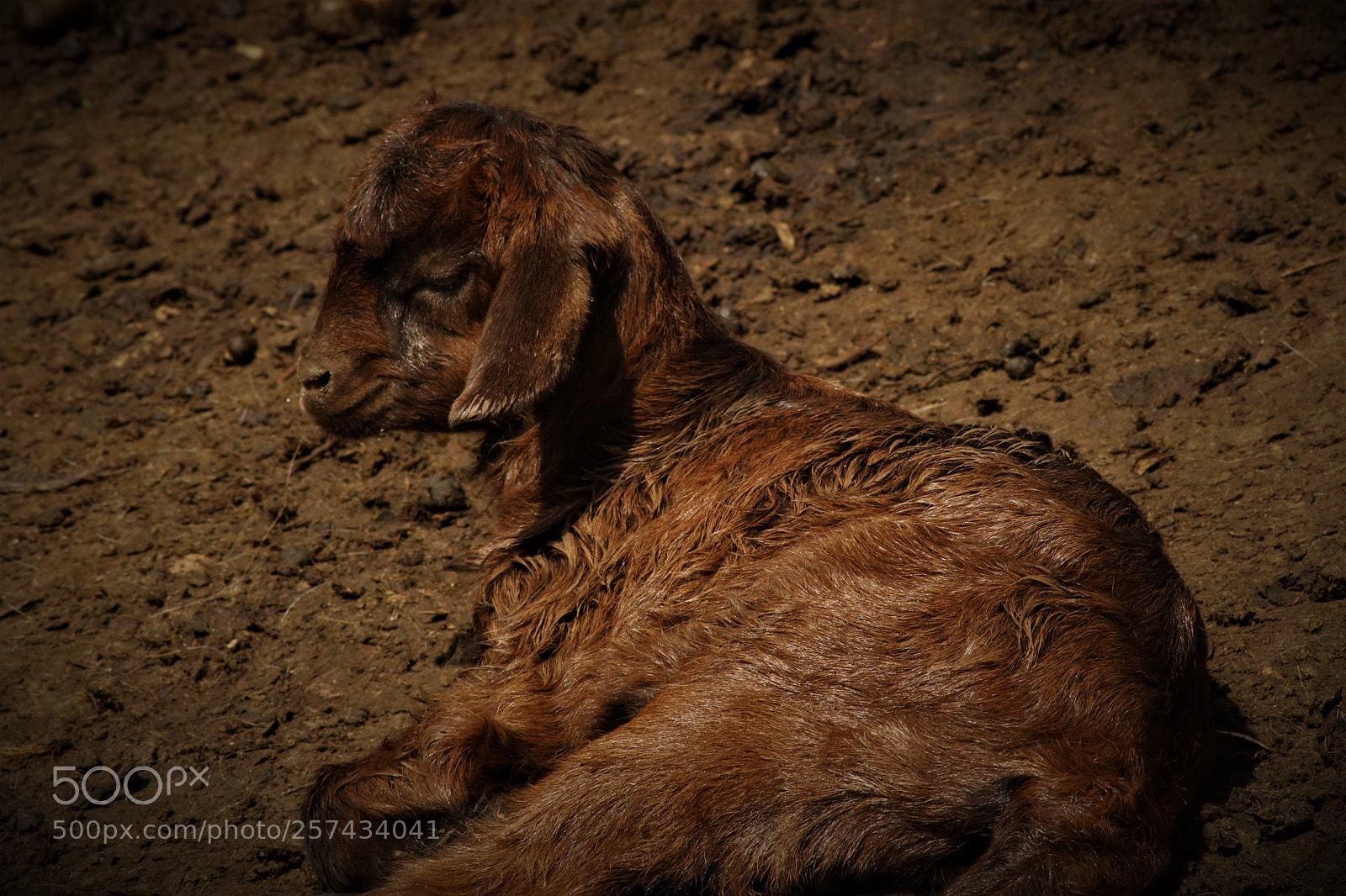 Canon EOS 750D (EOS Rebel T6i / EOS Kiss X8i) sample photo. Small goat .vİllage photography