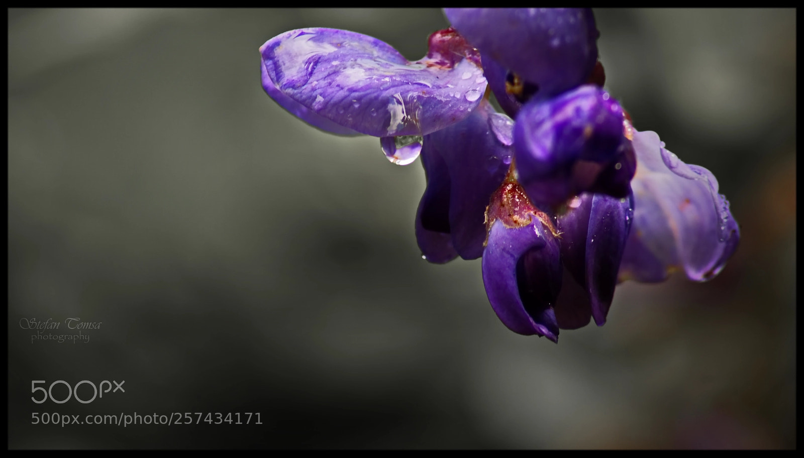 Nikon D5500 sample photo. Tears photography