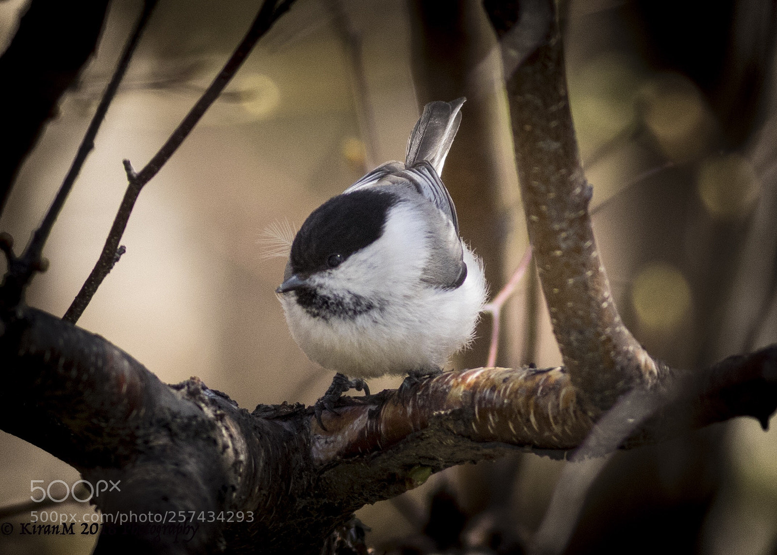 Canon EOS 7D Mark II sample photo. Clear tit photography