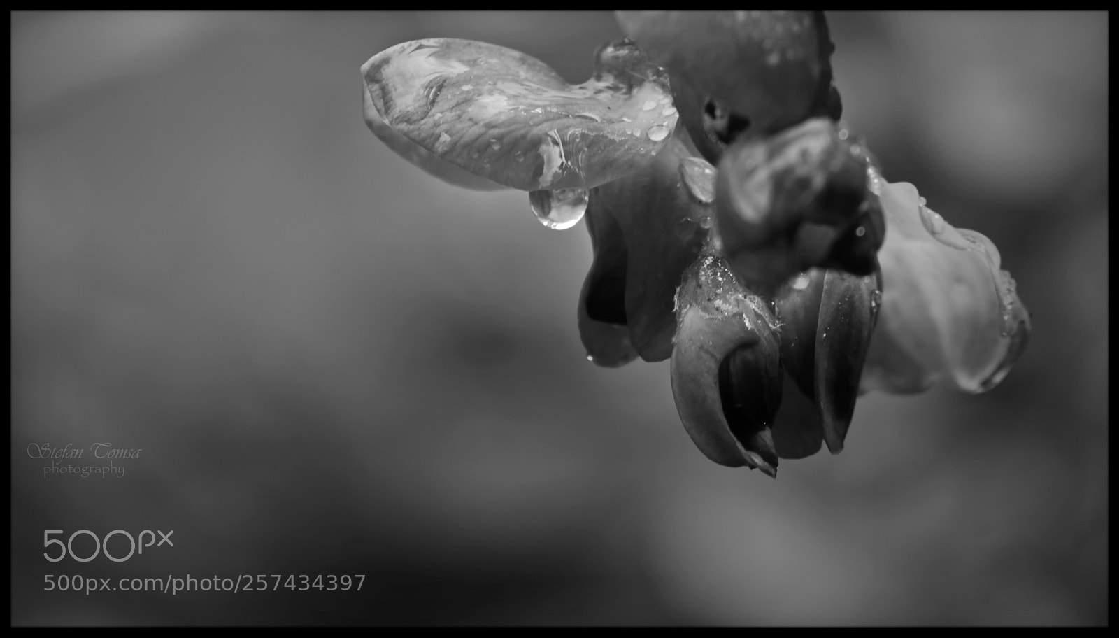 Nikon D5500 sample photo. Erotic tears photography