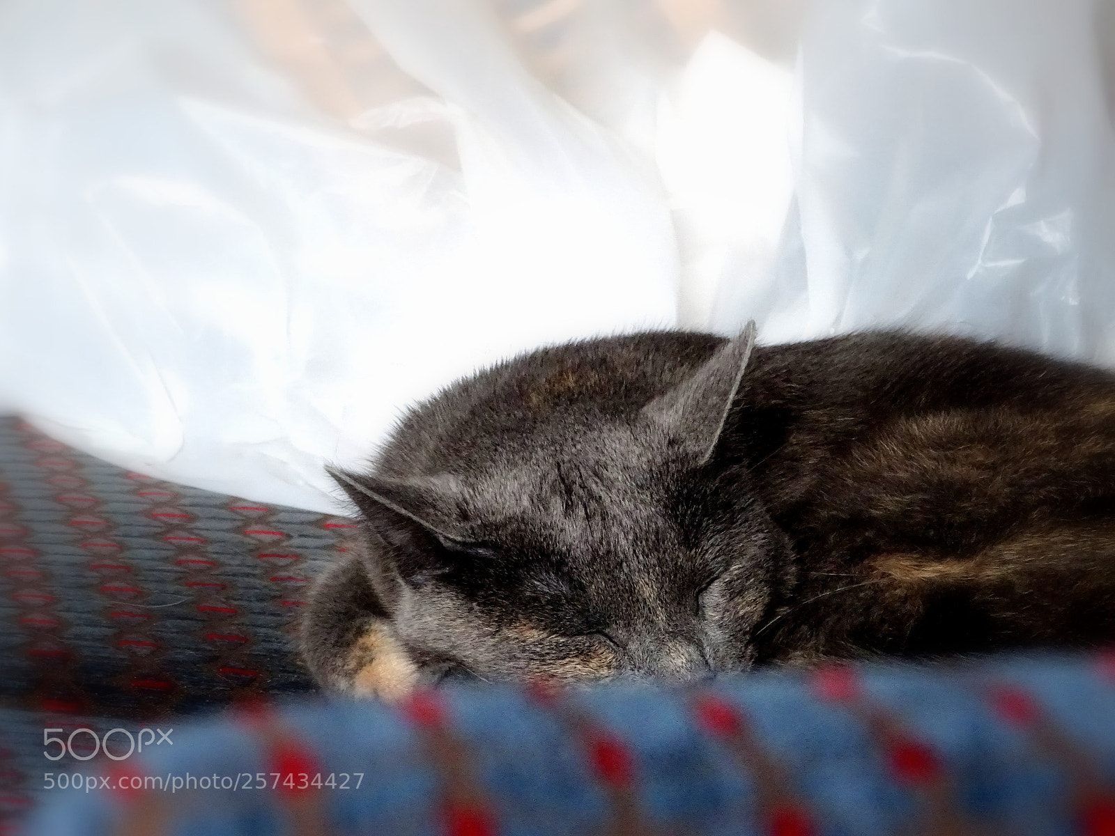 Sony Cyber-shot DSC-HX400V sample photo. Sleepy kitty photography