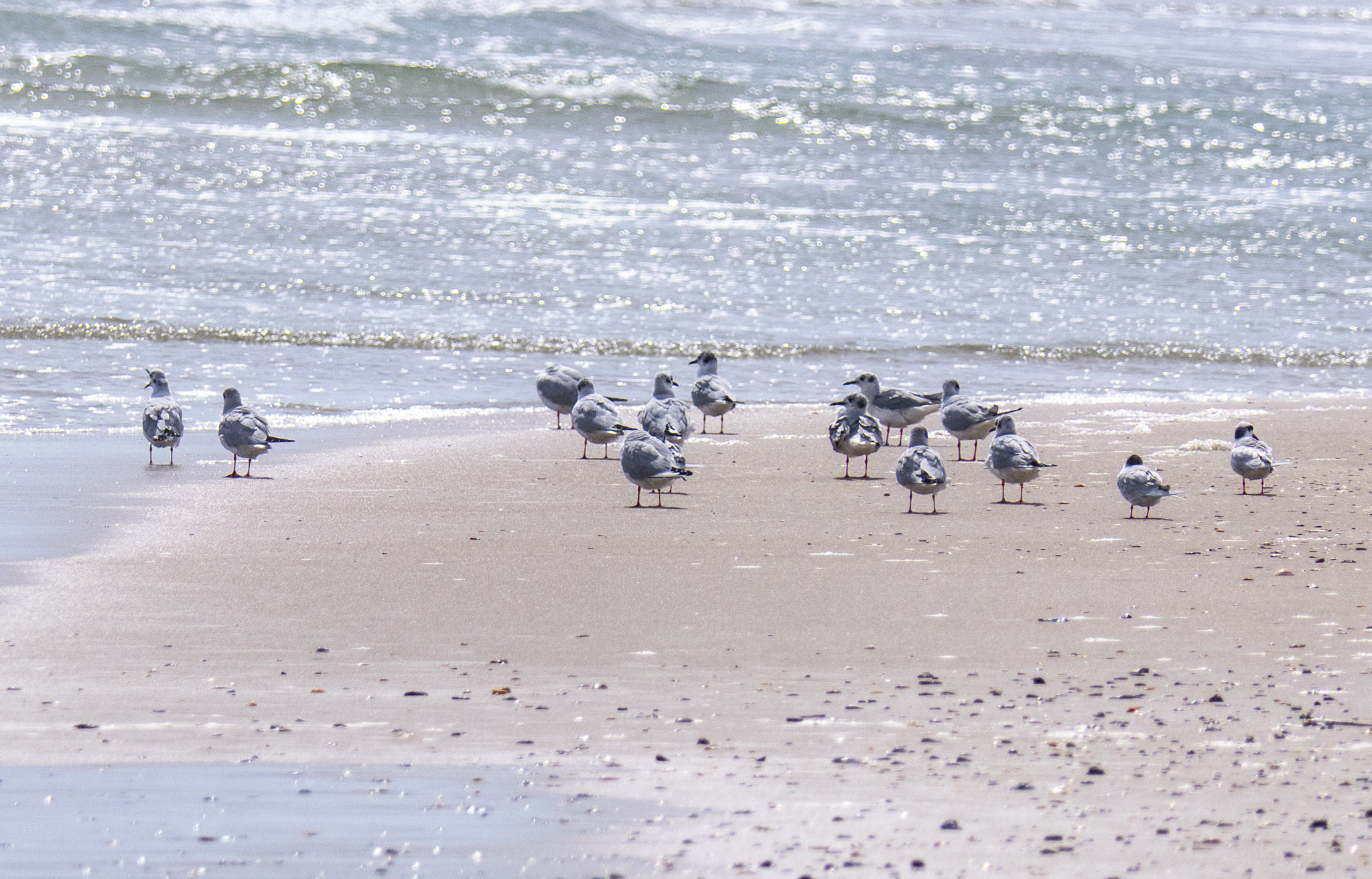 Panasonic Lumix DMC-FZ2500 (Lumix DMC-FZ2000) sample photo. Seagullsoftopsail photography