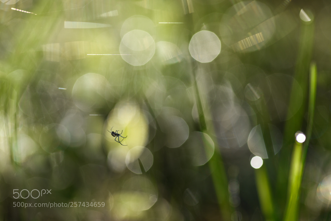 Nikon D810 sample photo. Lost in transition photography