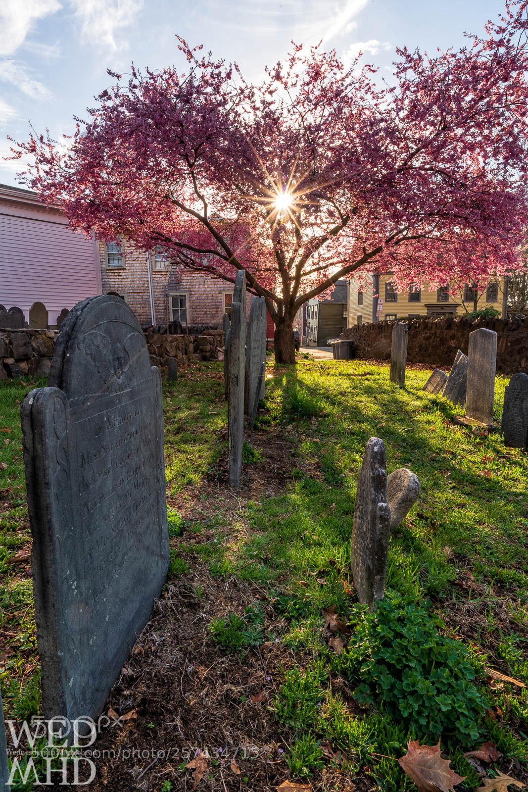 Sony a7R III sample photo. Shining through the blossoms photography