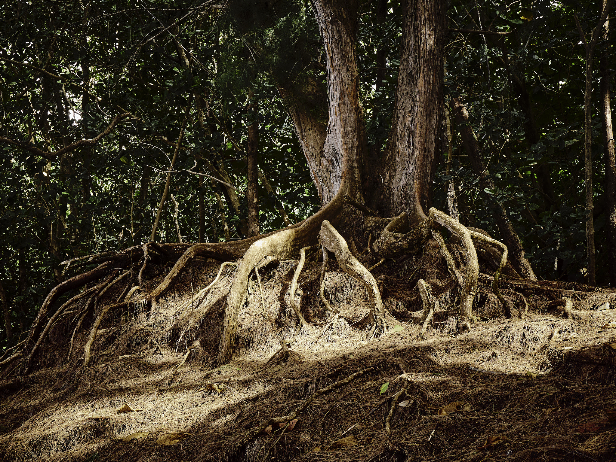 Panasonic Lumix DMC-G85 (Lumix DMC-G80) sample photo. Trees & roots 1 photography
